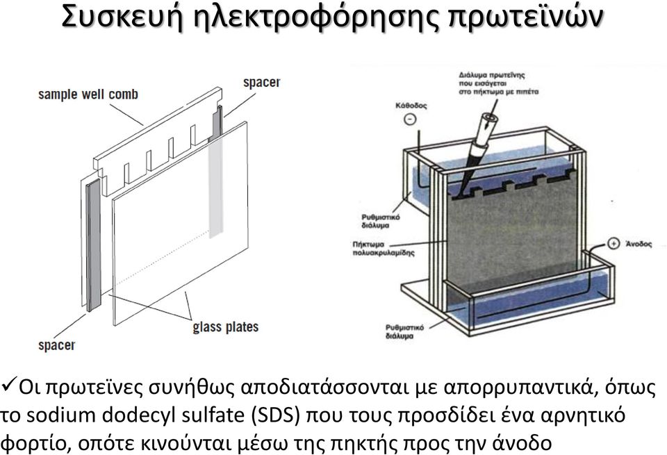 sodium dodecyl sulfate (SDS) που τους προσδίδει ένα