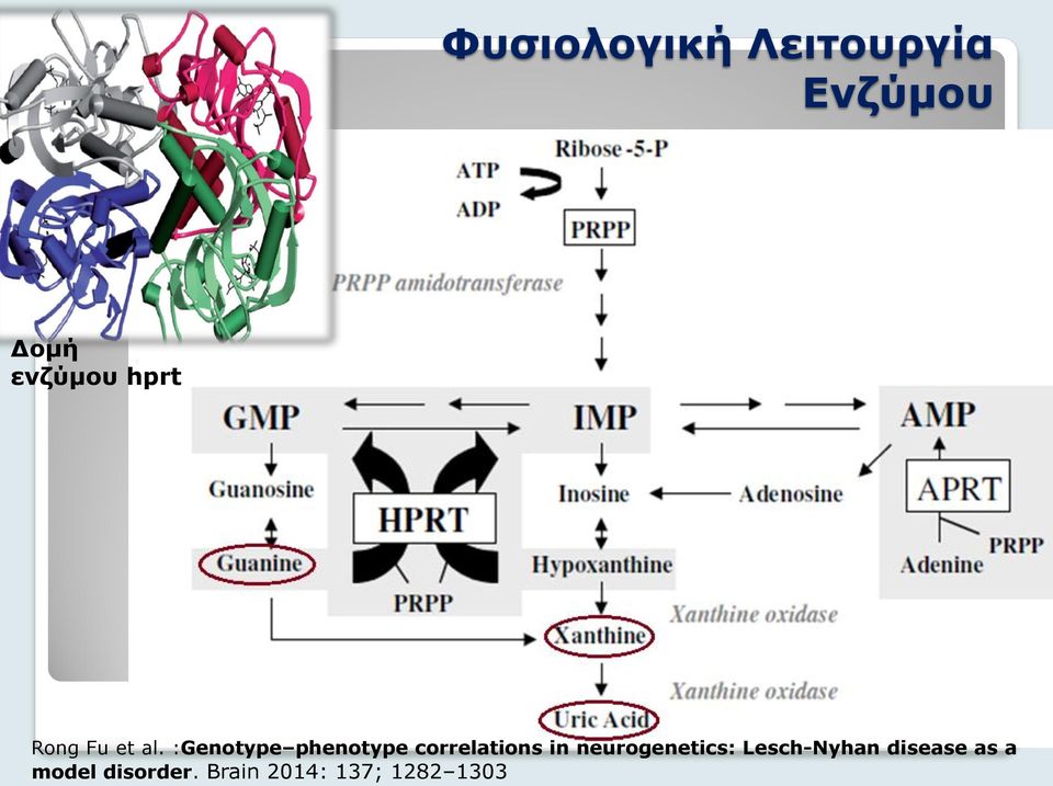 :Genotype phenotype correlations in