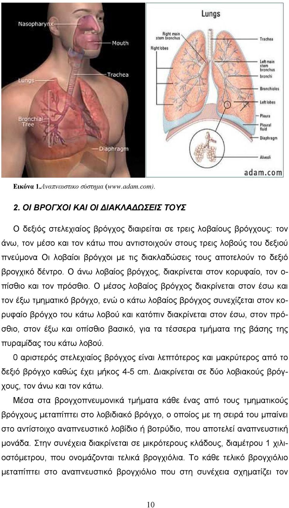 λοβαίοι βρόγχοι µε τις διακλαδώσεις τους αποτελούν το δεξιό βρογχικό δέντρο. Ο άνω λοβαίος βρόγχος, διακρίνεται στον κορυφαίο, τον ο- πίσθιο και τον πρόσθιο.