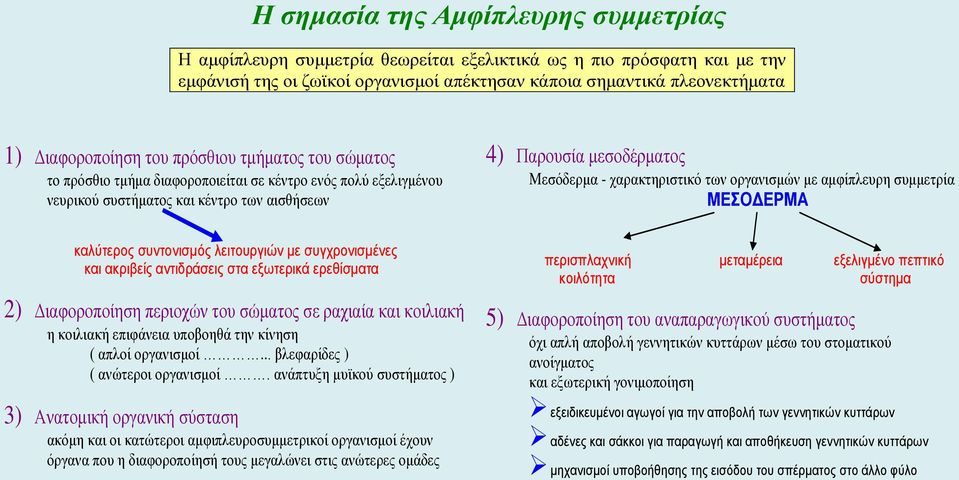 χαρακτηριστικό των οργανισμών με αμφίπλευρη συμμετρία ΜΕΣΟΔΕΡΜΑ καλύτερος συντονισμός λειτουργιών με συγχρονισμένες και ακριβείς αντιδράσεις στα εξωτερικά ερεθίσματα 2) Διαφοροποίηση περιοχών του