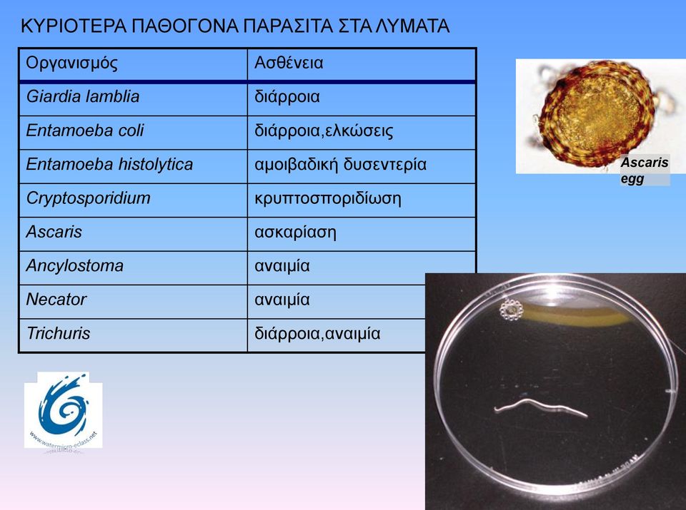 Ancylostoma Necator Trichuris Ασθένεια διάρροια διάρροια,ελκώσεις