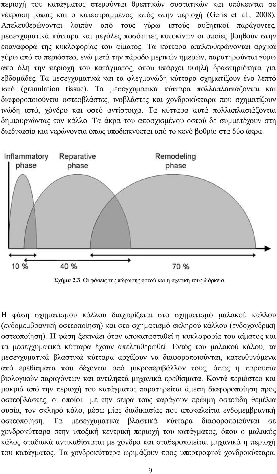 Τα κύτταρα απελευθερώνονται αρχικά γύρω από το περιόστεο, ενώ μετά την πάροδο μερικών ημερών, παρατηρούνται γύρω από όλη την περιοχή του κατάγματος, όπου υπάρχει υψηλή δραστηριότητα για εβδομάδες.
