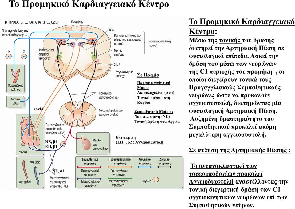 Ασκεί την δράση του μέσω των νευρώνων της C1 περιοχής του προμήκη, οι οποίοι διεγείρουν τονικά τους Προγαγγλιακούς Συμπαθητικούς νευρώνες ώστε να προκαλούν αγγειοσυστολή, διατηρώντας μία φυσιολογική