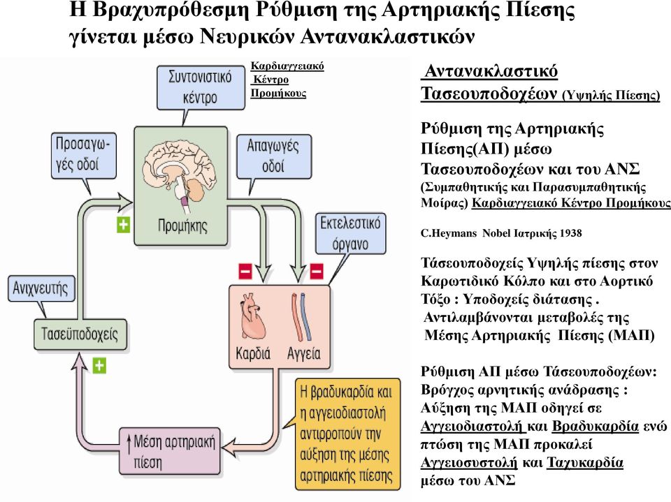 Heymans Nobel Ιατρικής 1938 Τάσεουποδοχείς Υψηλής πίεσης στον Καρωτιδικό Κόλπο και στο Αορτικό Τόξο : Υποδοχείς διάτασης.