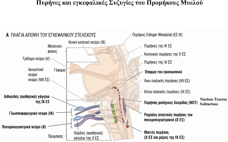 του Προμήκους Μυελού