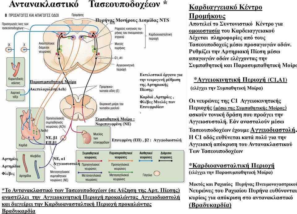Ρυθμίζει την Αρτηριακή Πίεση μέσω απαγωγών οδών ελέγχοντας την Συμπαθητική και Παρασυμπαθητική Μοίρα Αρτηρίες Αρτηρίδια Φλέβες Παρασυμπαθητική Μοίρα Ακετυλοχολίνη(Ach) (Ach) ΝΕ, β1 ΕΠ,β1 ΝΕ, α1