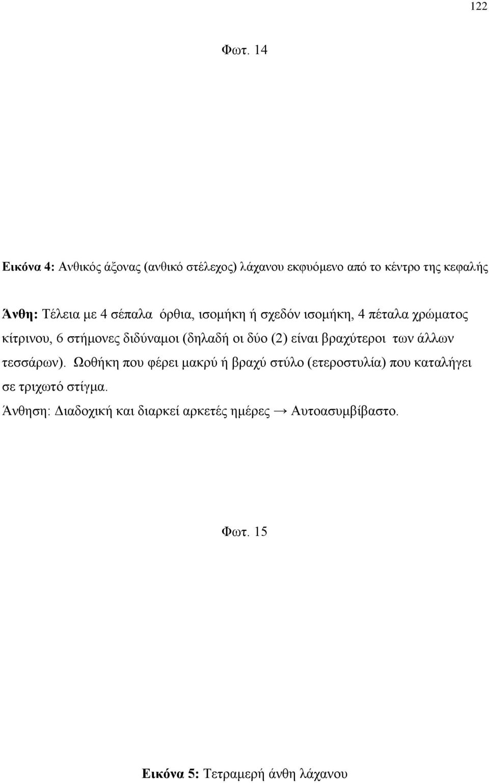 σέπαλα όρθια, ισομήκη ή σχεδόν ισομήκη, 4 πέταλα χρώματος κίτρινου, 6 στήμονες διδύναμοι (δηλαδή οι δύο (2)