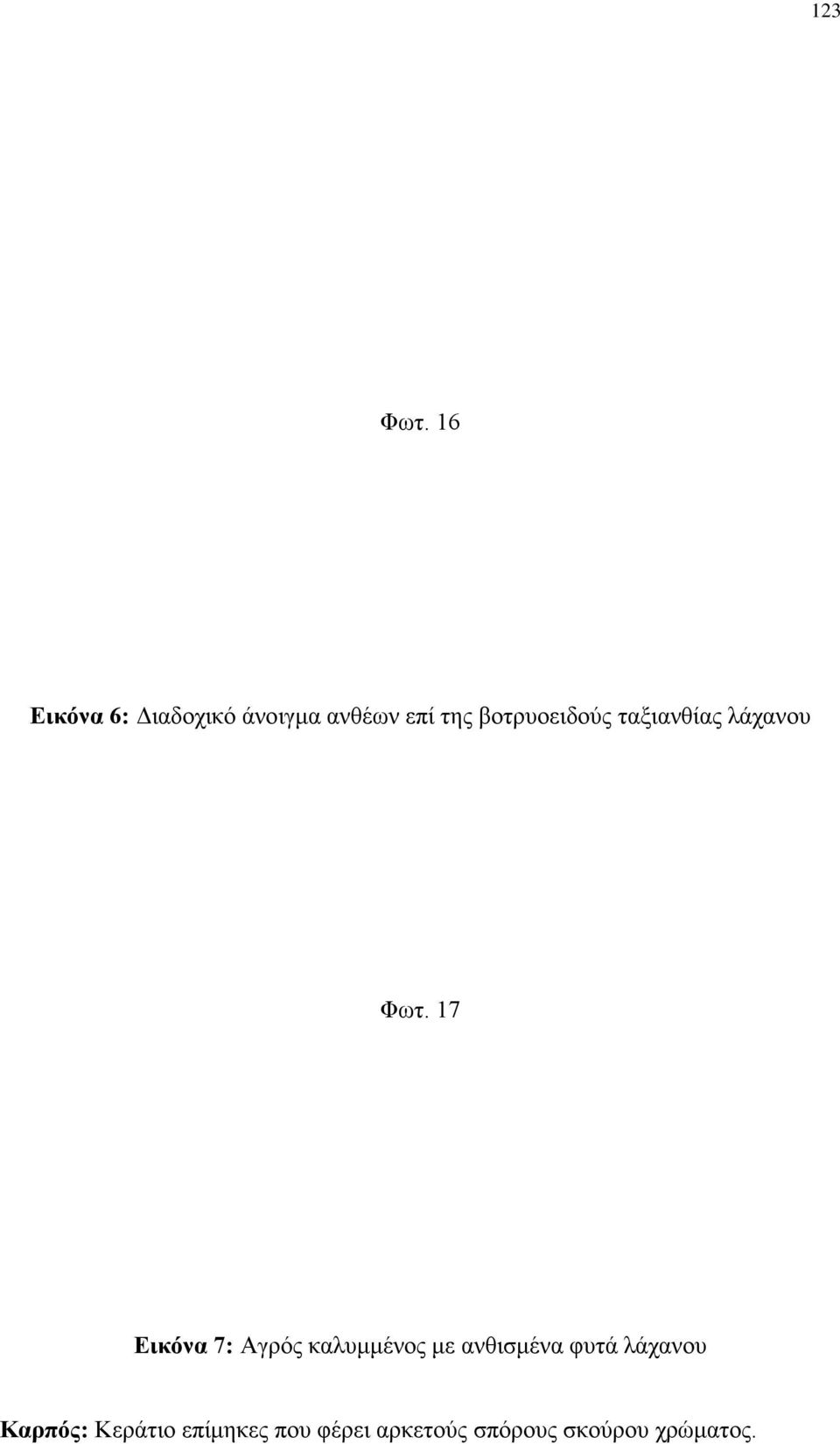βοτρυοειδούς ταξιανθίας λάχανου Φωτ.
