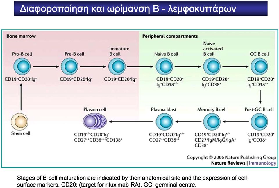 anatomical site and the expression of cellsurface