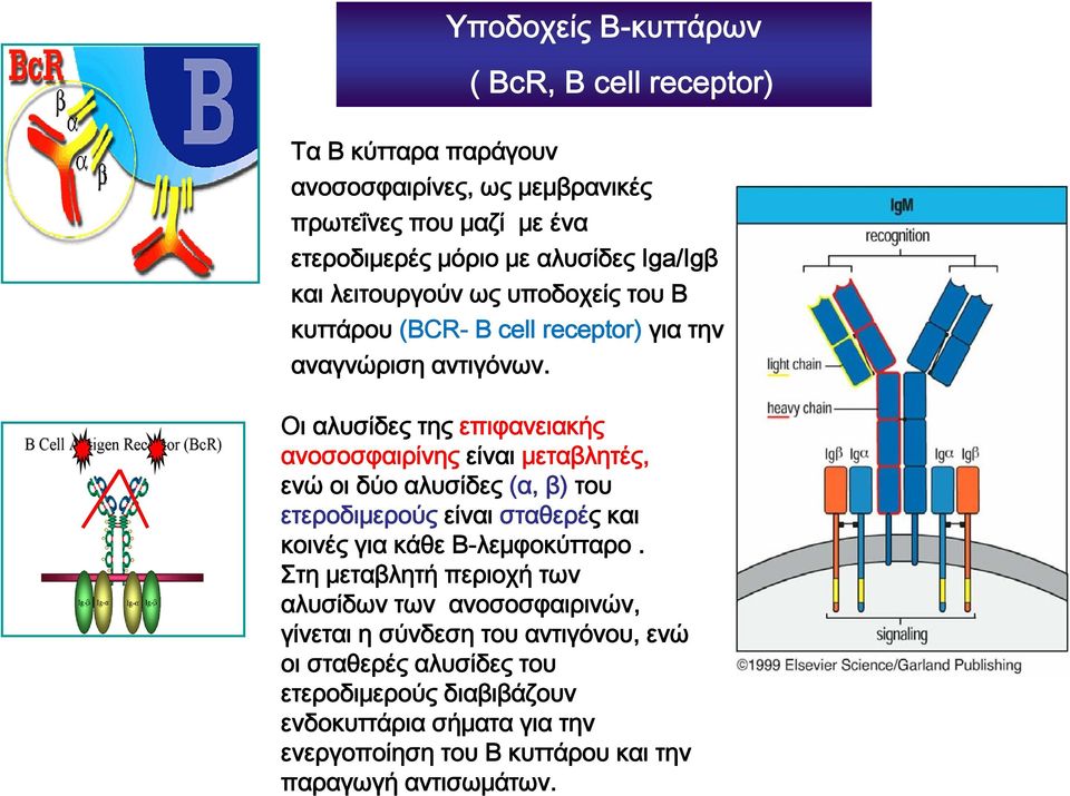 Οι αλυσίδες της επιφανειακής ανοσοσφαιρίνης είναι μεταβλητές, ενώ οι δύο αλυσίδες (α, β) του ετεροδιμερούς είναι σταθερές και κοινές για κάθε Β-λεμφοκύτταρο.