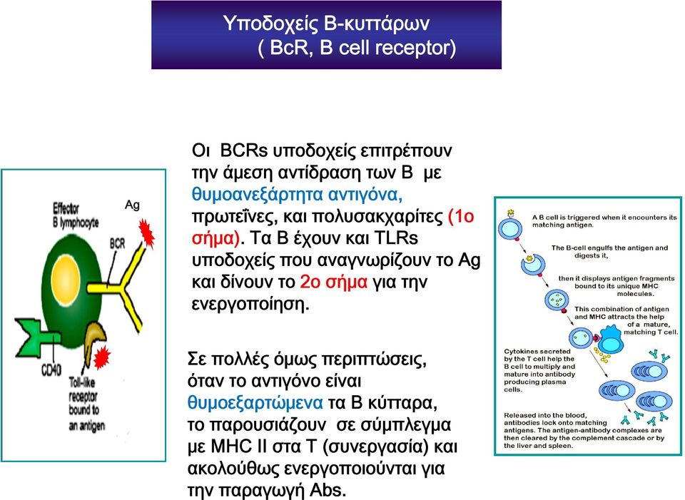 Τα Β έχουν και ΤLRs υποδοχείς που αναγνωρίζουν το Ag και δίνουν το 2ο σήμα για την ενεργοποίηση.