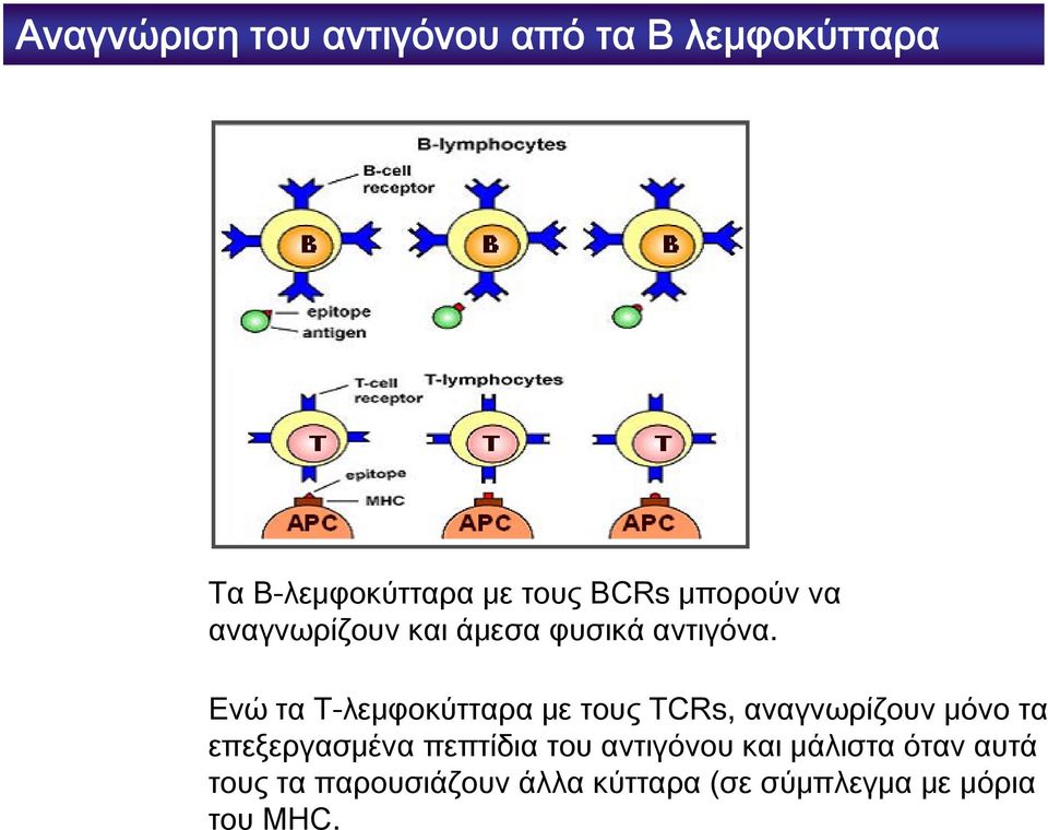 Ενώ τα Τ-λεμφοκύτταρα με τους TCRs, αναγνωρίζουν μόνο τα επεξεργασμένα