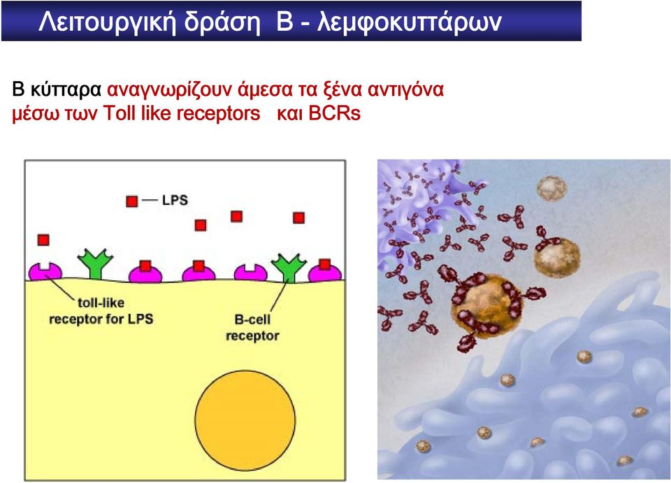 αναγνωρίζουν άμεσα τα ξένα