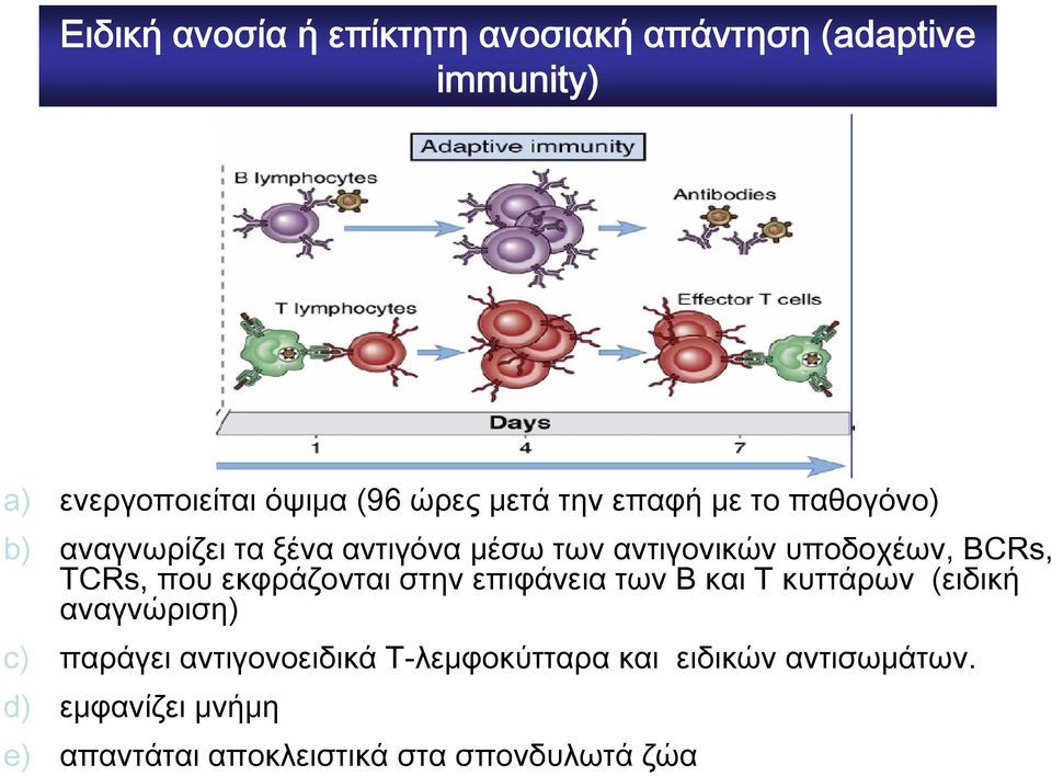 TCRs, που εκφράζονται στην επιφάνεια των Β και Τ κυττάρων (ειδική αναγνώριση) c) παράγει