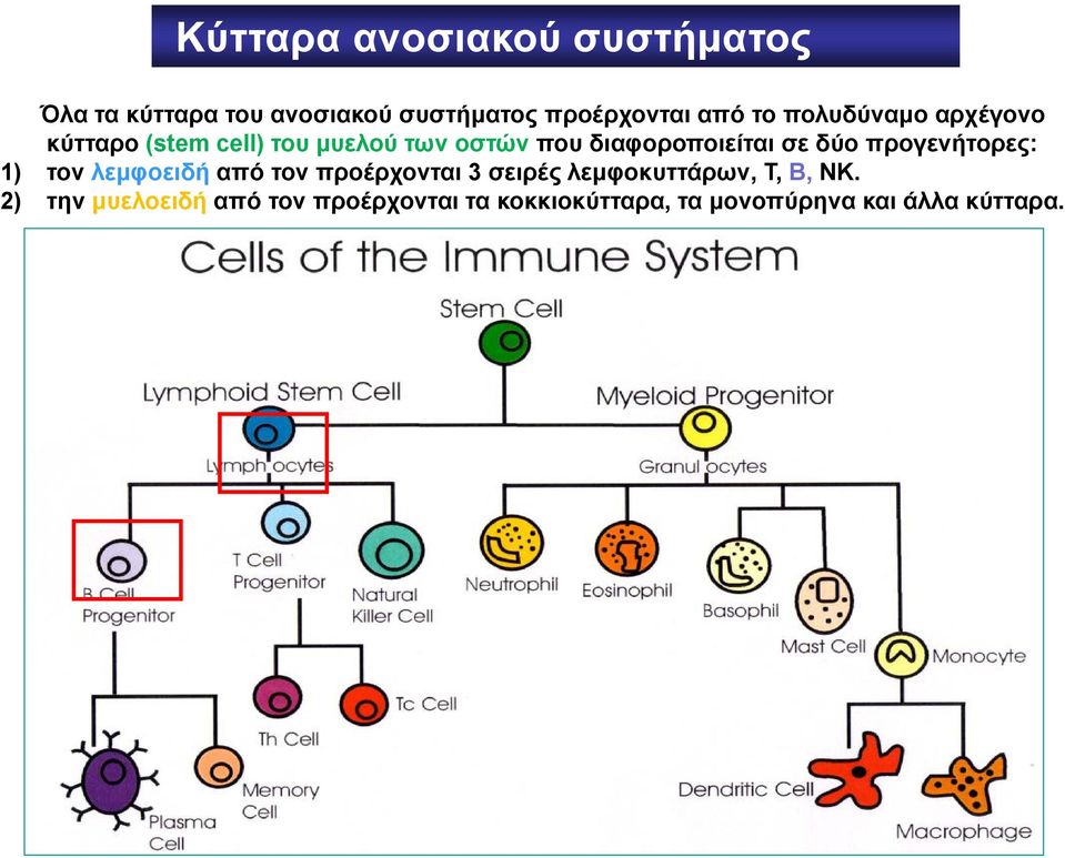 δύο προγενήτορες: 1) τον λεμφοειδή από τον προέρχονται 3 σειρές λεμφοκυττάρων, Τ, Β,