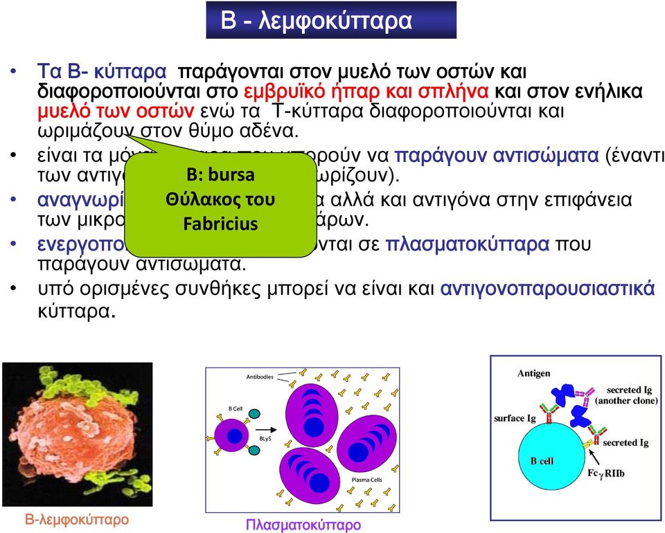 είναι τα μόνα κύτταρα που μπορούν να παράγουν αντισώματα (έναντι των αντιγόνων τα B: οποία bursa αναγνωρίζουν).