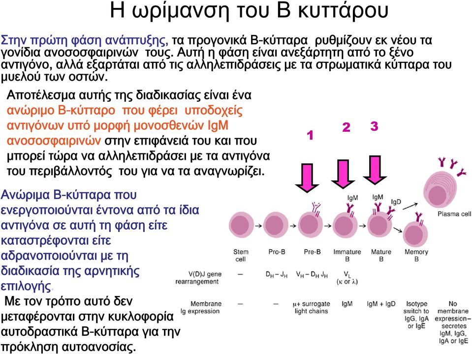 Αποτέλεσμα αυτής της διαδικασίας είναι ένα ανώριμο Β-κύτταρο που φέρει υποδοχείς αντιγόνων υπό μορφή μονοσθενών IgM 2 3 ανοσοσφαιρινών στην επιφάνειά του και που 1 μπορεί τώρα να αλληλεπιδράσει