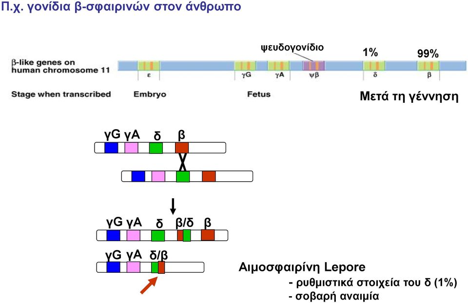 β γg γa γg γa δ β/δ β δ/β Αιμοσφαιρίνη