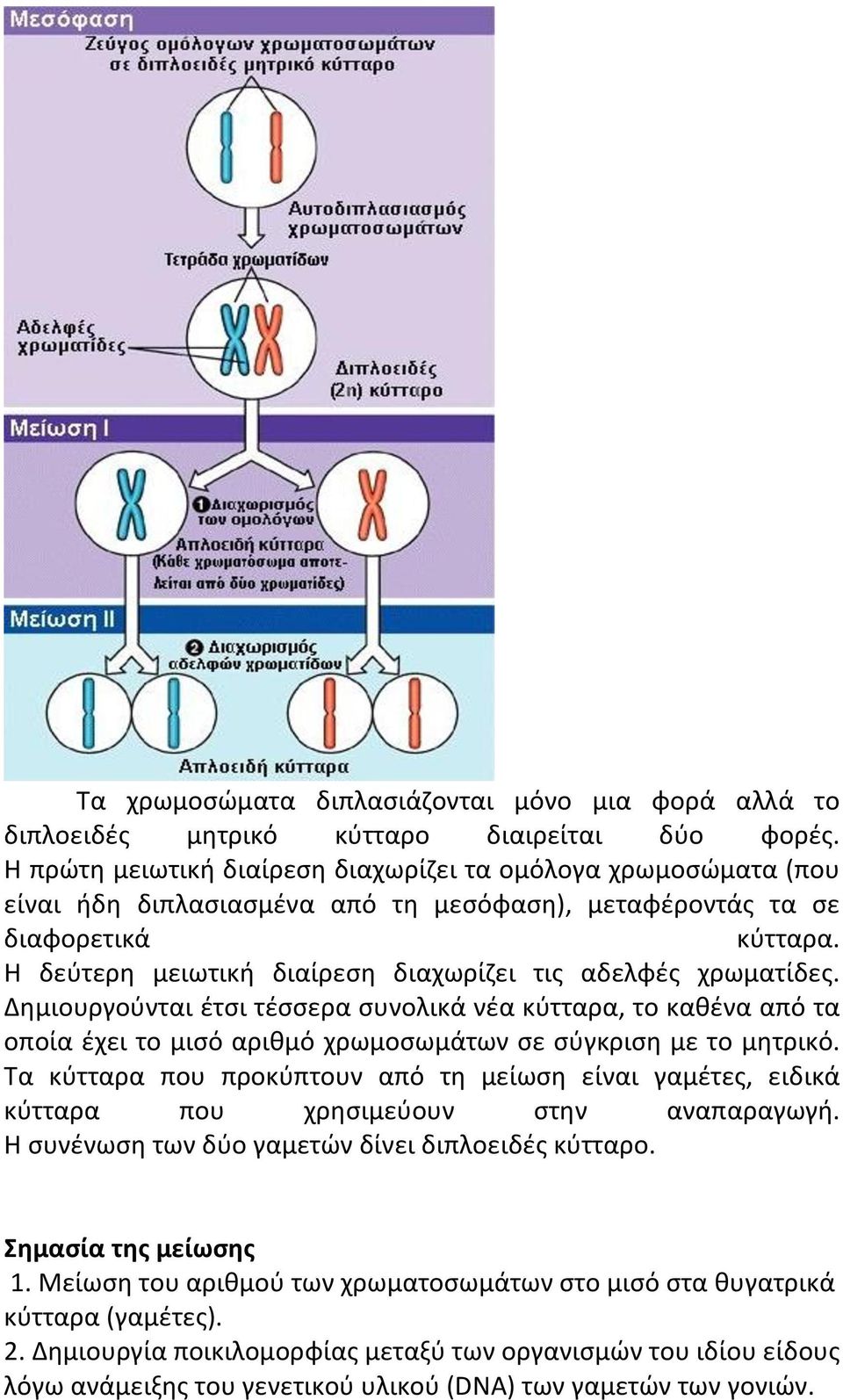 Η δεύτερη µειωτική διαίρεση διαχωρίζει τις αδελφές χρωµατίδες. Δηµιουργούνται έτσι τέσσερα συνολικά νέα κύτταρα, το καθένα από τα οποία έχει το µισό αριθµό χρωµοσωµάτων σε σύγκριση µε το µητρικό.