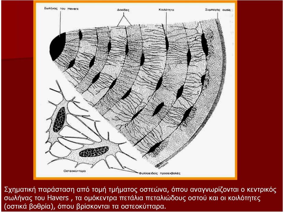 οµόκεντρα πετάλια πεταλιώδους οστού και οι
