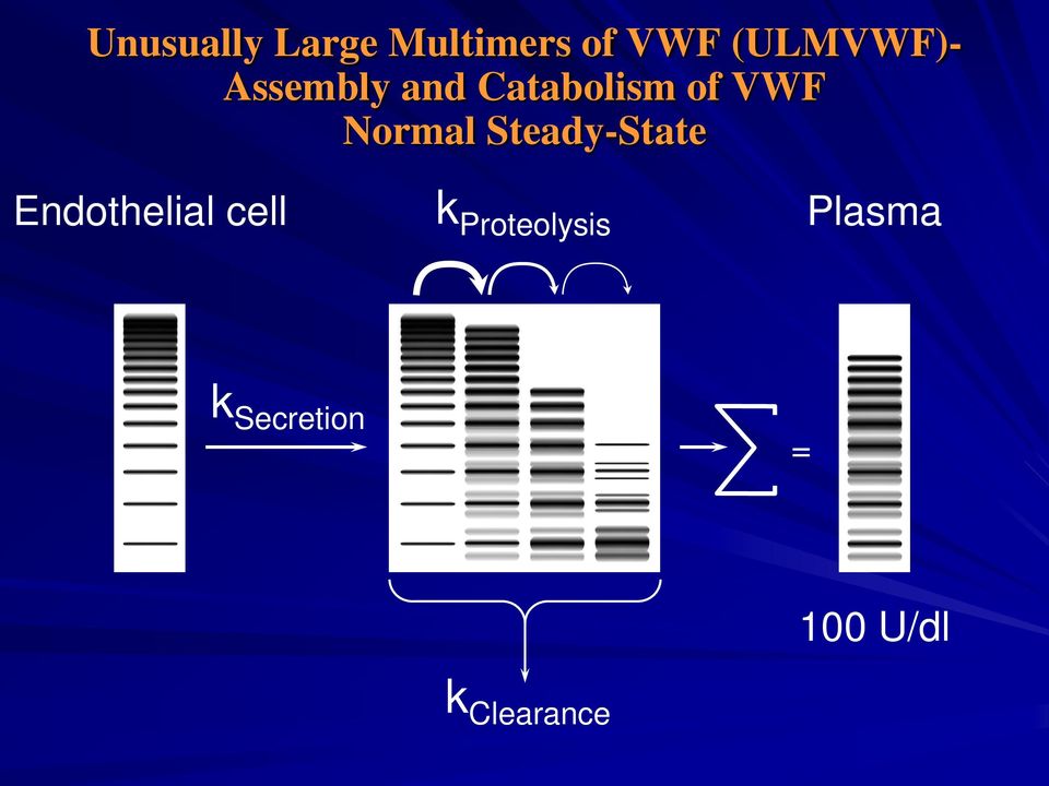 Normal Steady-State Endothelial cell k