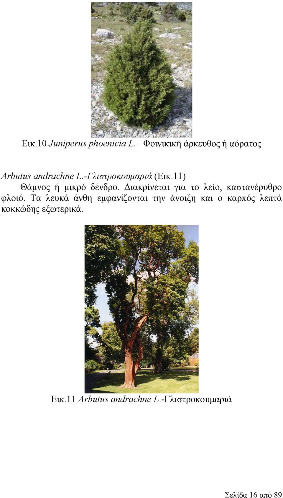 11) Θάμνος ή μικρό δένδρο. Διακρίνεται για το λείο, καστανέρυθρο φλοιό.