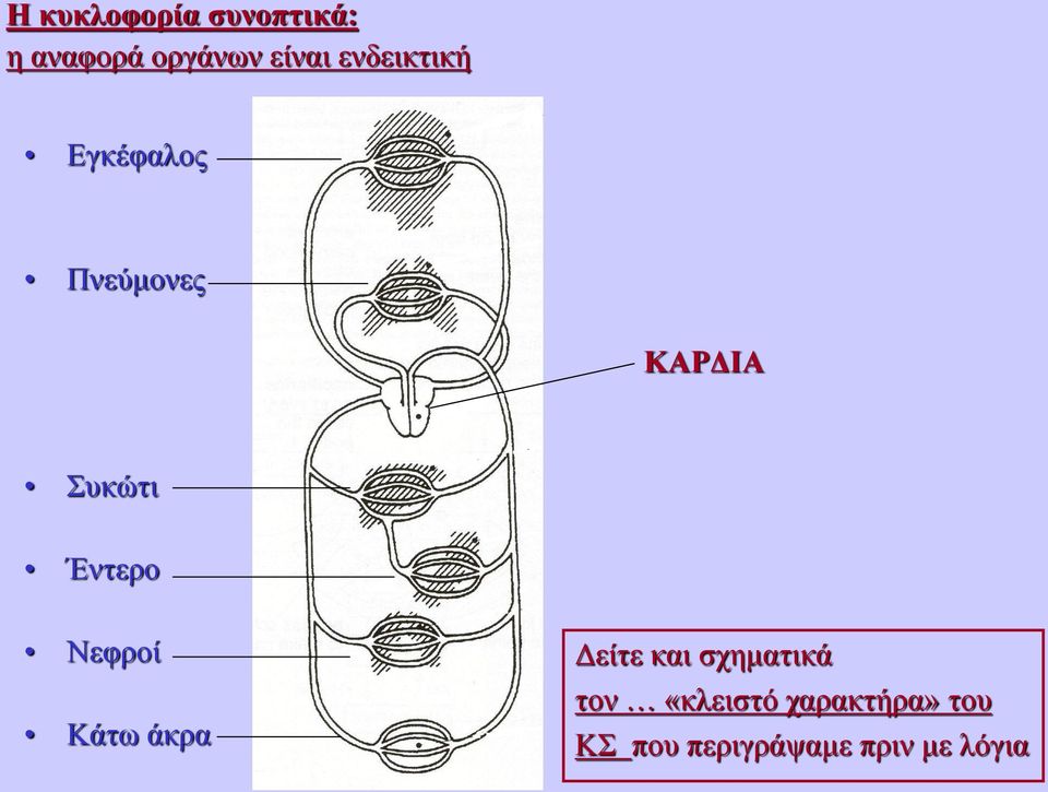 Έντερο Νεφροί Κάτω άκρα Δείτε και σχηματικά τον