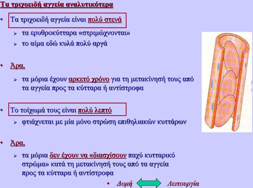 αντίστροφα Το τοίχωμά τους είναι πολύ λεπτό φτιάχνεται με μία μόνο στρώση επιθηλιακών κυττάρων Άρα, - τα μόρια δεν