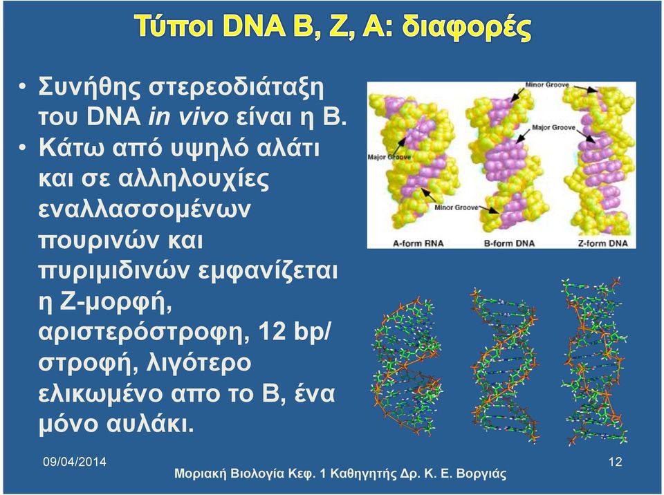 πουρινών και πυριµιδινών εµφανίζεται η Ζ-µορφή,