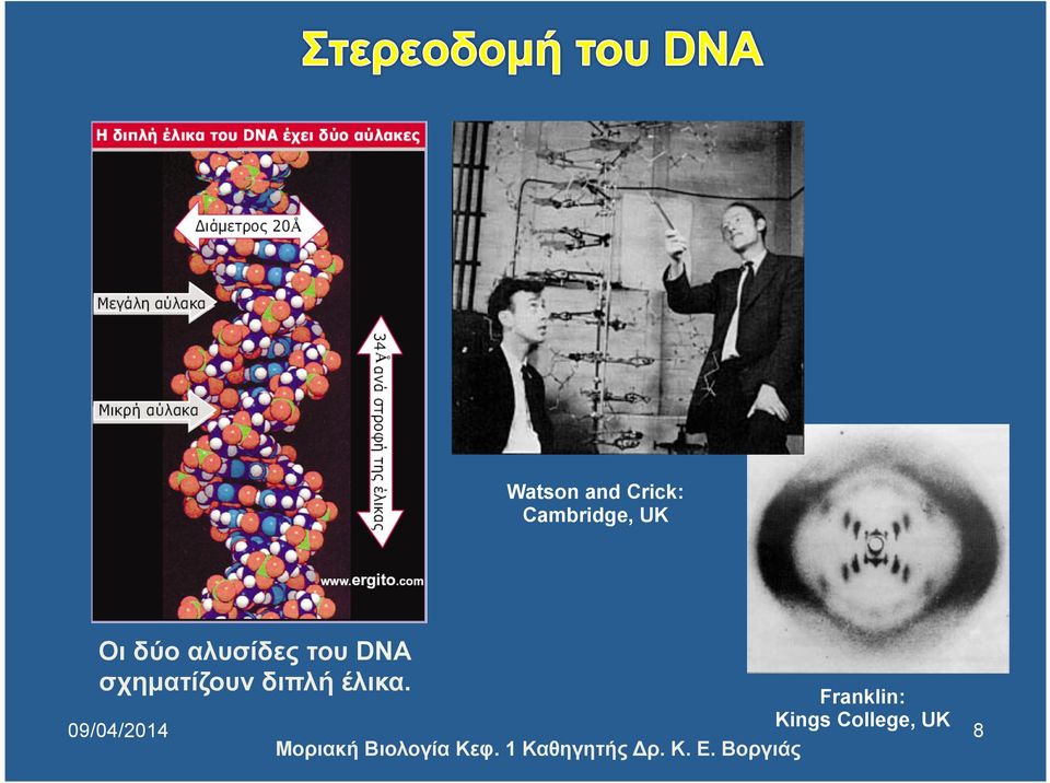 σχηµατίζουν διπλή έλικα.