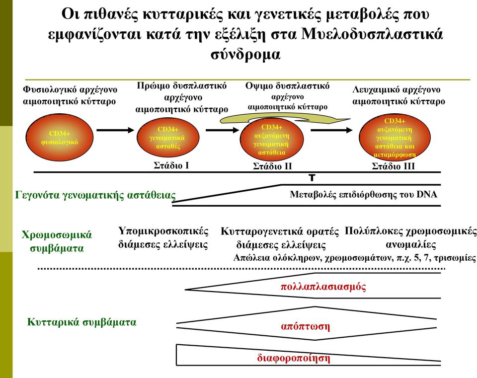 αρχέγονο αιμοποιητικό κύτταρο Στάδιο Ι Στάδιο ΙΙ Στάδιο ΙΙΙ τ CD34+ αυξανόμενη γενωματική αστάθεια και μεταμόρφωση Μεταβολές επιδιόρθωσης του DNA Χρωμοσωμικά συμβάματα Υπομικροσκοπικές
