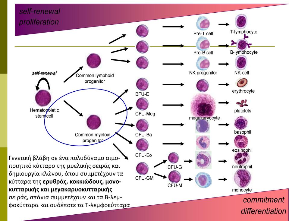 αιμοποιητικό κύτταρο της μυελικής σειράς και δημιουργία κλώνου, όπου συμμετέχουν τα κύτταρα της ερυθράς, κοκκιώδους, μονοκυτταρικής και