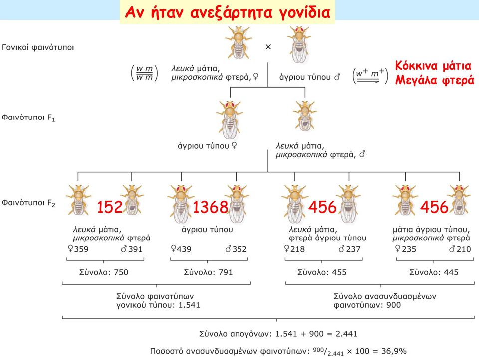 σύνδεσης (Morgan) Κόκκινα