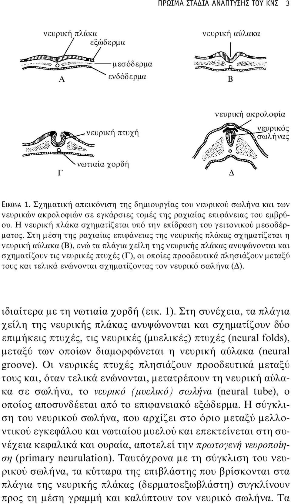 Η νευρική πλάκα σχηματίζεται υπό την επίδραση του γειτονικού μεσοδέρματος.
