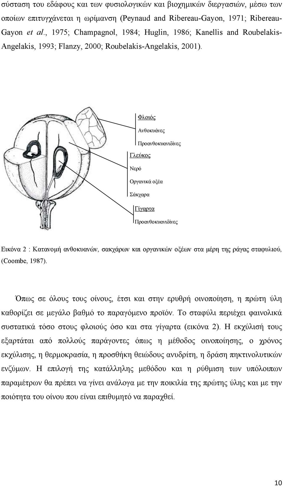 Φλοιός Ανθοκυάνες Προανθοκυανιδίνες Γλεύκος Νερό Οργανικά οξέα Σάκχαρα Γίγαρτα Προανθοκυανιδίνες Εικόνα 2 : Κατανοµή ανθοκυανών, σακχάρων και οργανικών οξέων στα µέρη της ράγας σταφυλιού, (Coombe,
