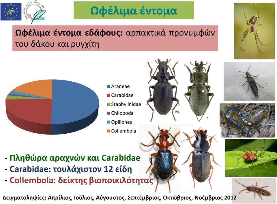 και Carabidae - Carabidae: τουλάχιστον 12 είδη - Collembola: δείκτης