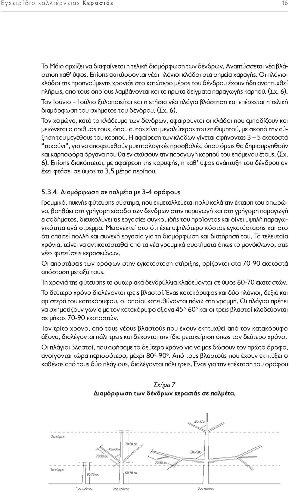 Τον Ιούνιο Ιούλιο ξυλοποιείται και η ετήσια νέα πλάγια βλάστηση και επέρχεται η τελική διαμόρφωση του σχήματος του δένδρου. (Σχ. 6).