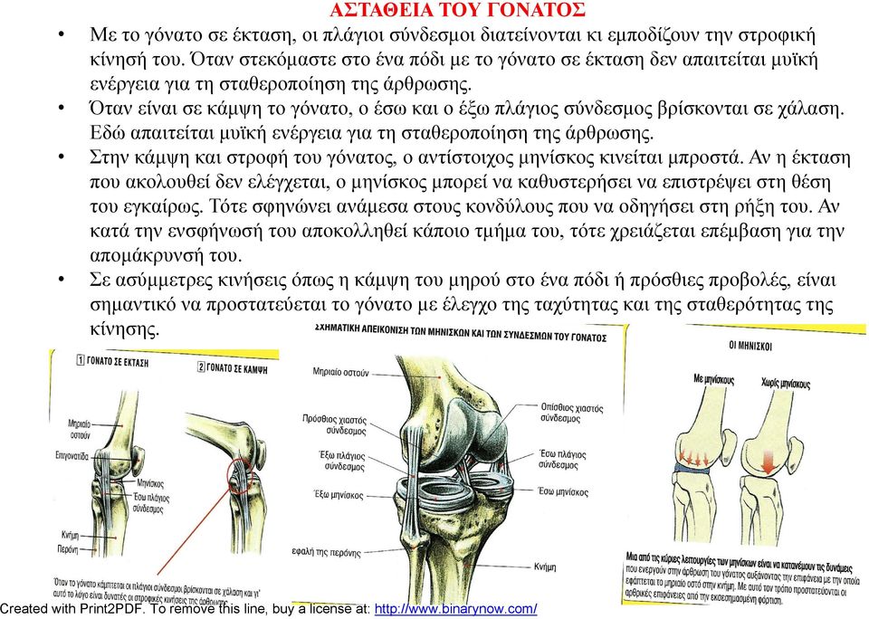 Όταν είναι σε κάμψη το γόνατο, ο έσω και ο έξω πλάγιος σύνδεσμος βρίσκονται σε χάλαση. Εδώ απαιτείται μυϊκή ενέργεια για τη σταθεροποίηση της άρθρωσης.