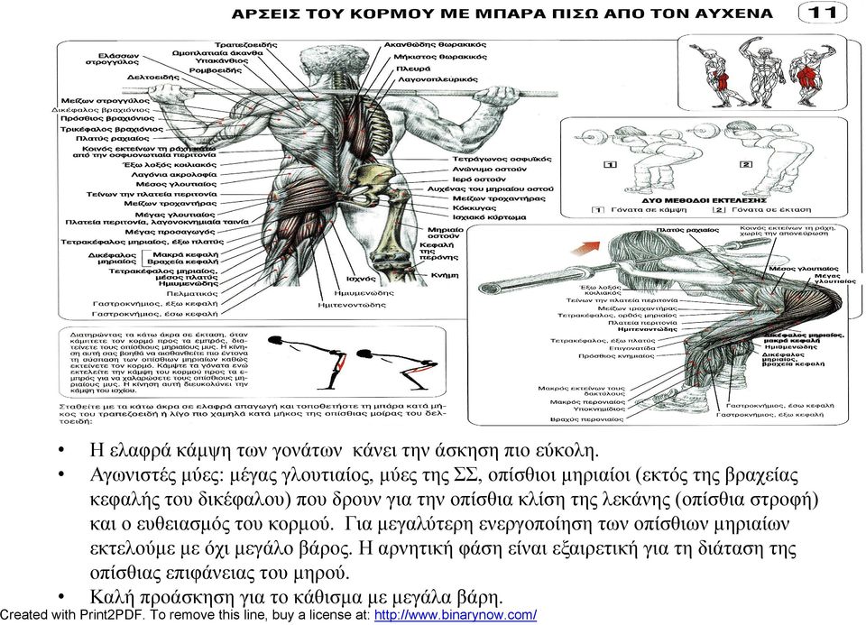 δρουν για την οπίσθια κλίση της λεκάνης (οπίσθια στροφή) και ο ευθειασμός του κορμού.