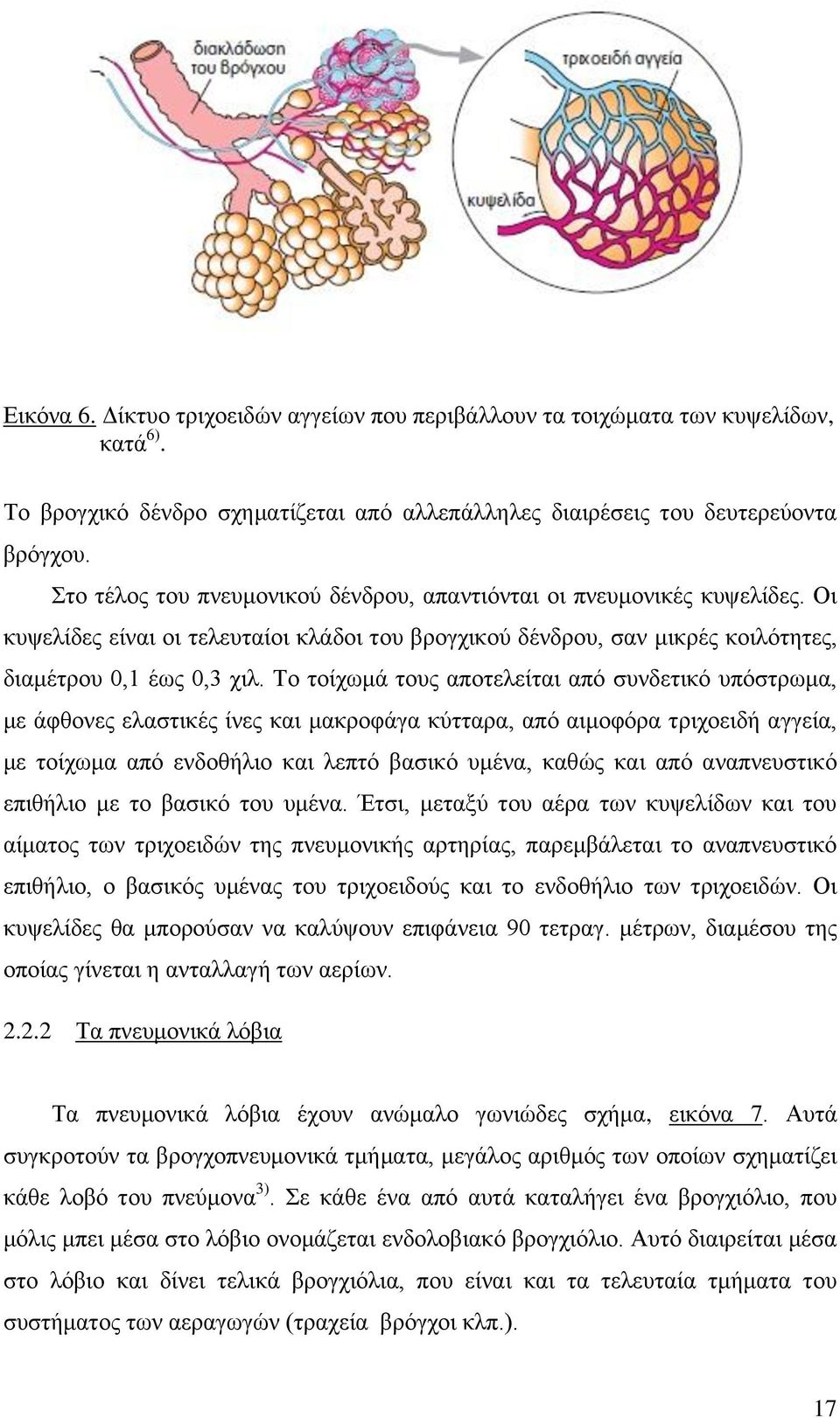 Το τοίχωμά τους αποτελείται από συνδετικό υπόστρωμα, με άφθονες ελαστικές ίνες και μακροφάγα κύτταρα, από αιμοφόρα τριχοειδή αγγεία, με τοίχωμα από ενδοθήλιο και λεπτό βασικό υμένα, καθώς και από