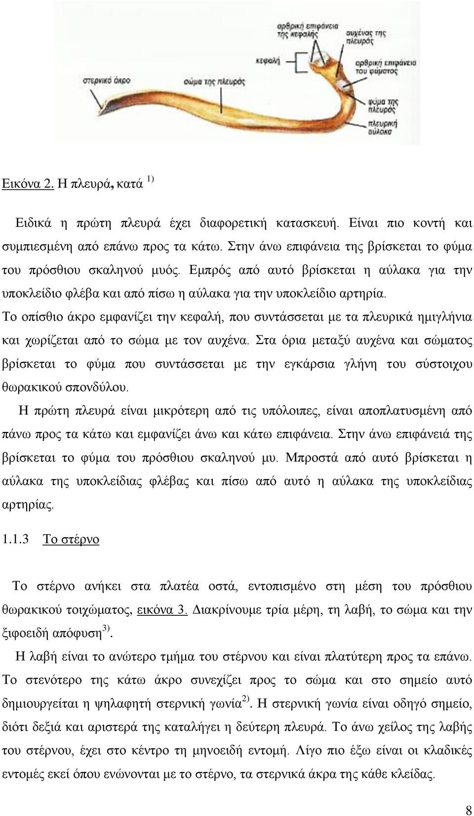 Το οπίσθιο άκρο εμφανίζει την κεφαλή, που συντάσσεται με τα πλευρικά ημιγλήνια και χωρίζεται από το σώμα με τον αυχένα.