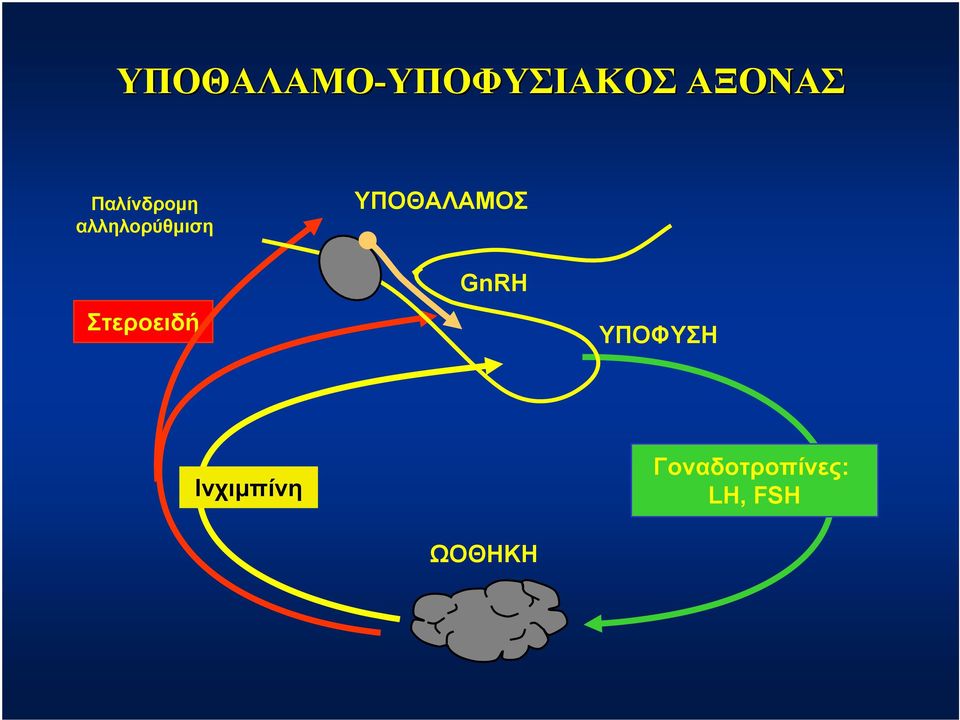 ΥΠΟΘΑΛΑΜΟΣ Στεροειδή GnRH ΥΠΟΦΥΣΗ