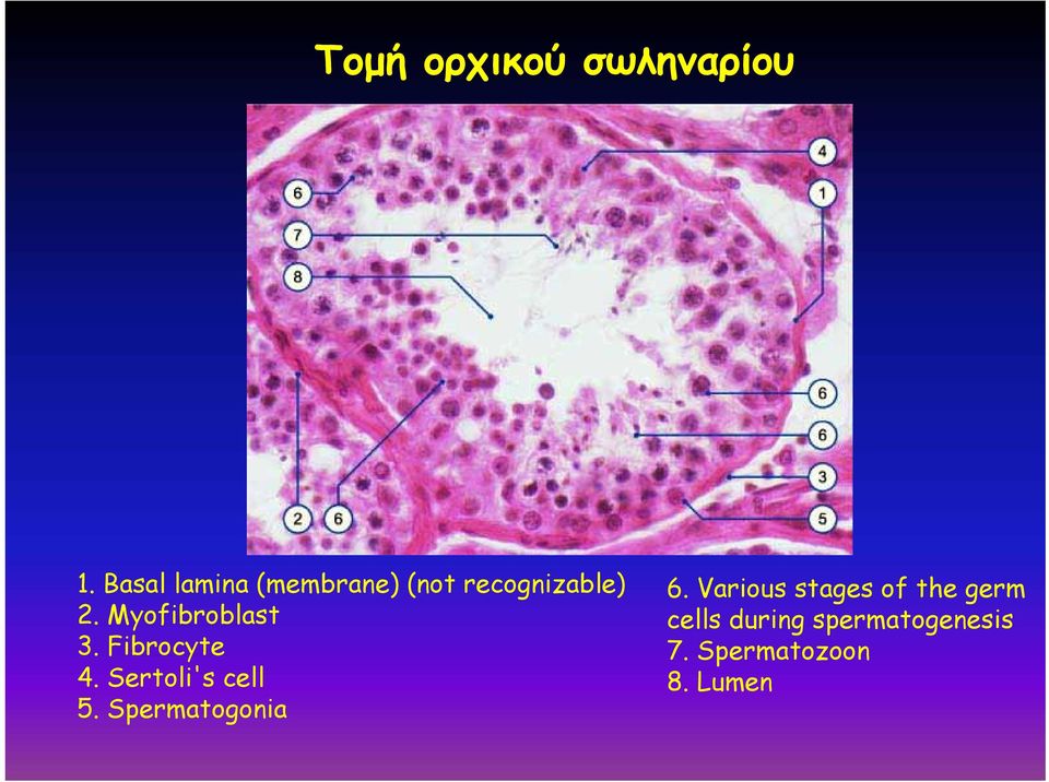 Myofibroblast 3. Fibrocyte 4. Sertoli's cell 5.