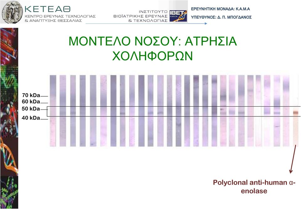 ΧΟΛΗΦΟΡΩΝ 70 kda 60 kda 50 kda 40
