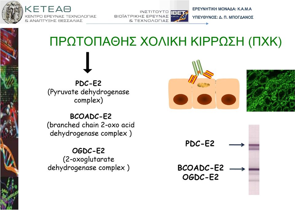 complex) BCOADC-E2 (branched chain 2-oxo acid dehydrogenase complex ) OGDC-E2