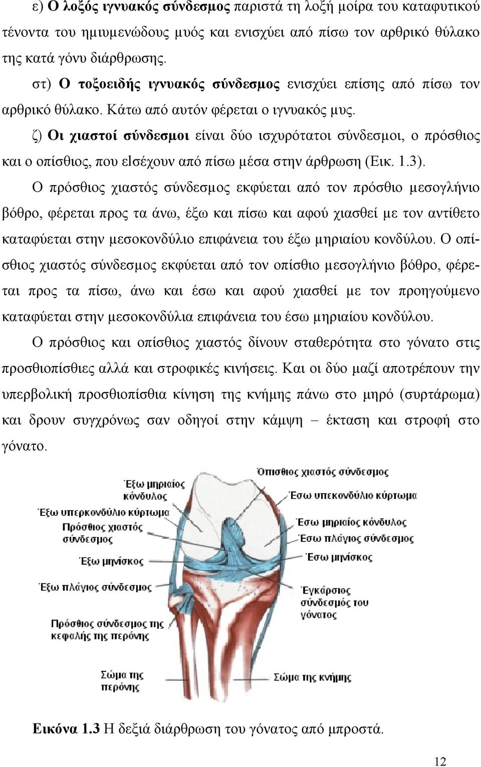 ζ) Οι χιαστοί σύνδεσµοι είναι δύο ισχυρότατοι σύνδεσµοι, ο πρόσθιος και ο οπίσθιος, που εlσέχουν από πίσω µέσα στην άρθρωση (Εικ. 1.3).