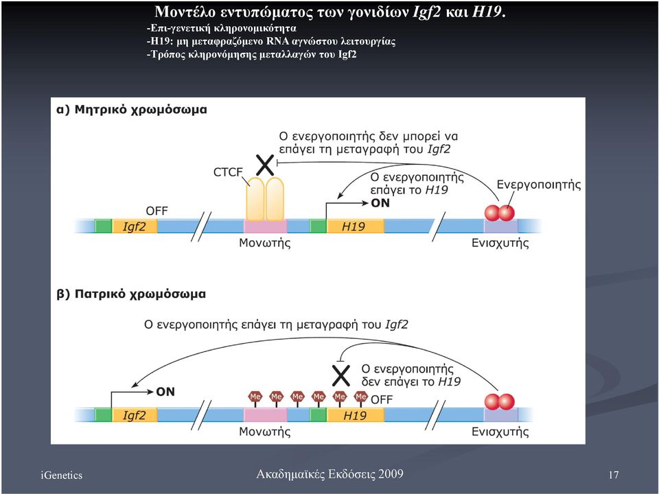 μη μεταφραζόμενο RNA αγνώστου λειτουργίας