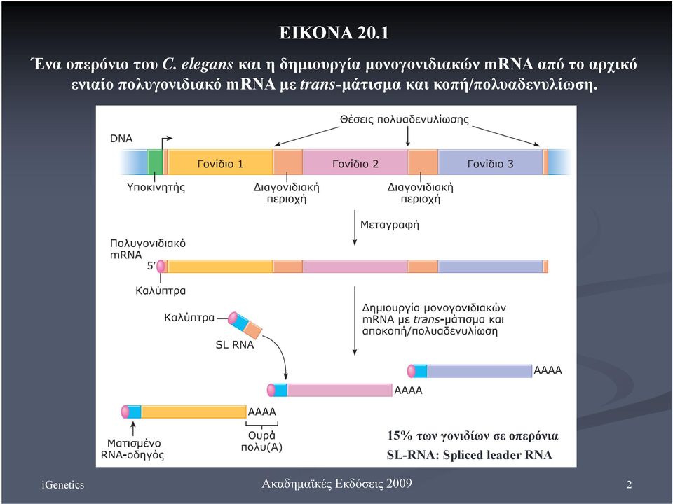 αρχικό ενιαίο πολυγονιδιακό mrna με trans-μάτισμα και