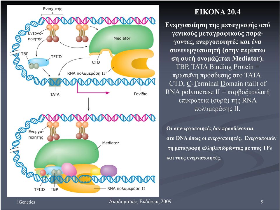 περίπτω ση αυτή ονομάζεται Mediator). TBP, TATA Binding Protein = πρωτεΐνη πρόσδεσης στο TATA.