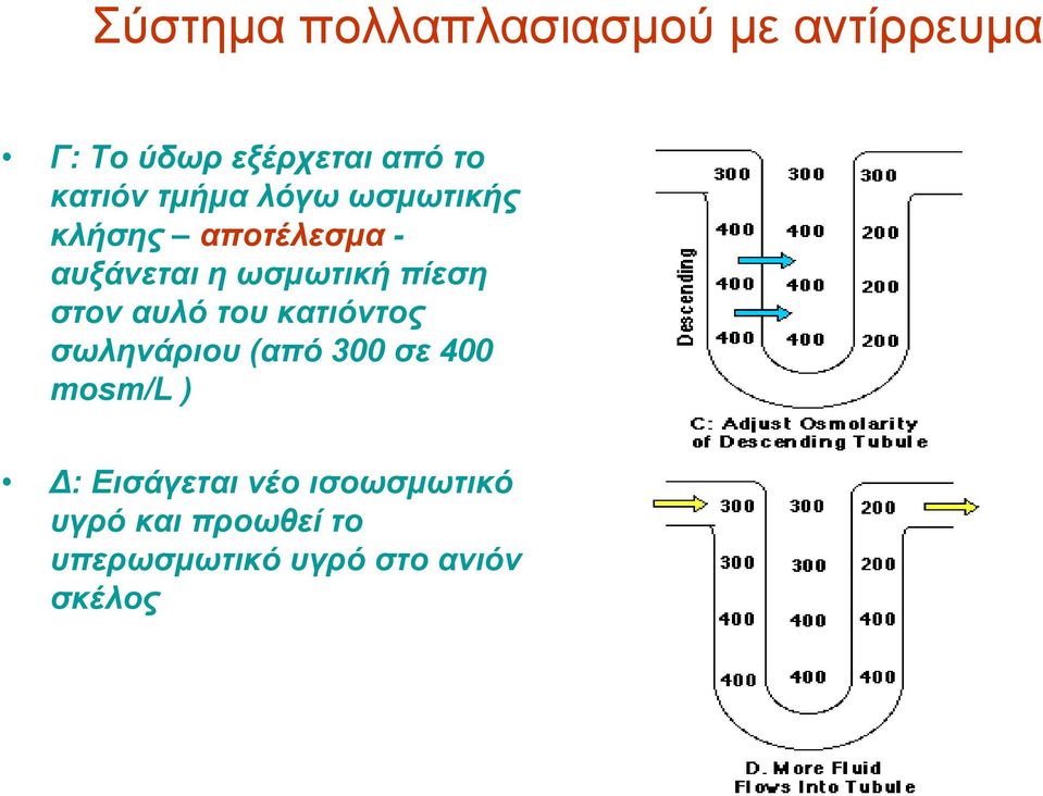 πίεση στον αυλό του κατιόντος σωληνάριου (από 300 σε 400 mosm/l ) Δ: